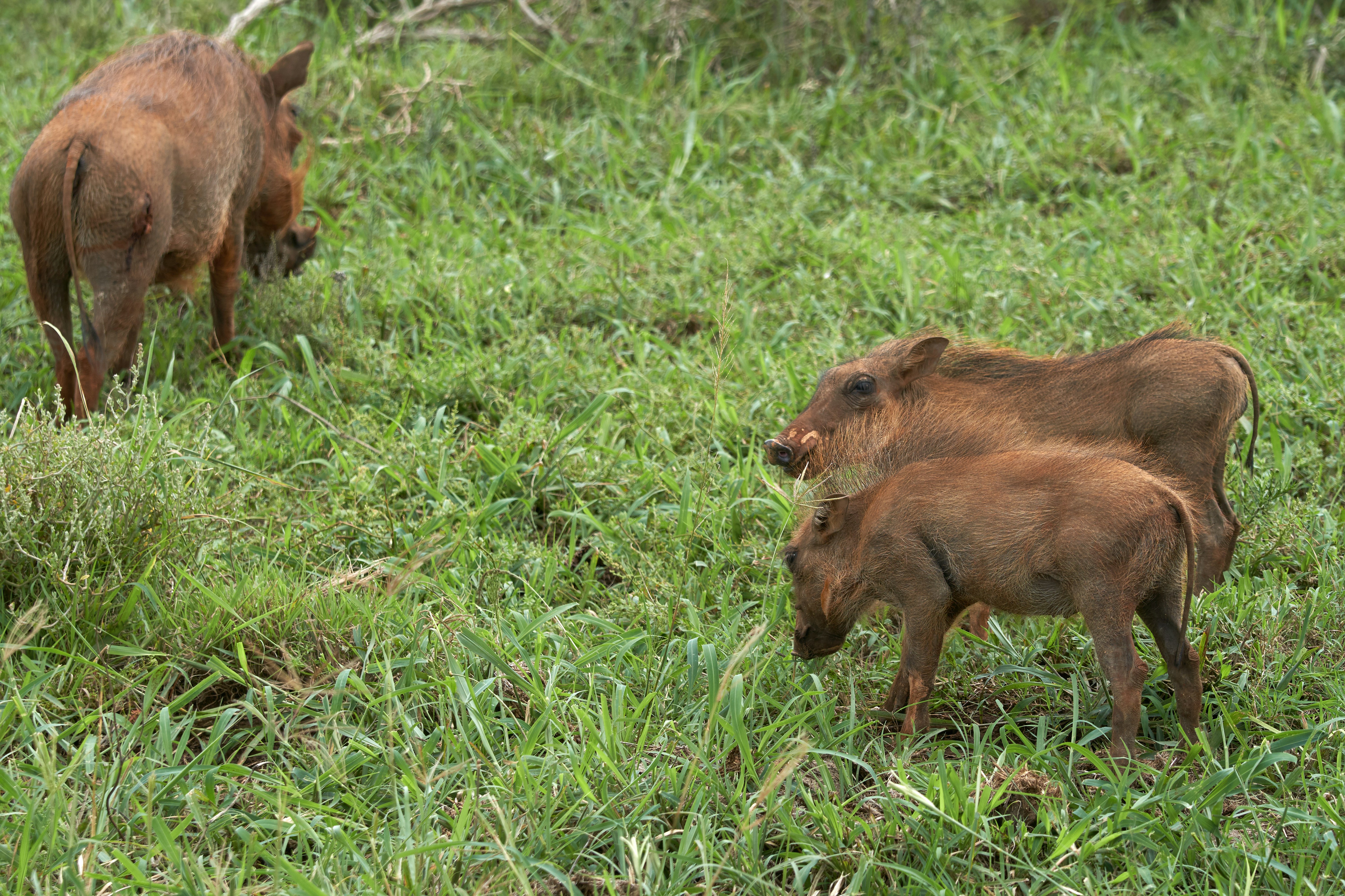 three brown wild boars
